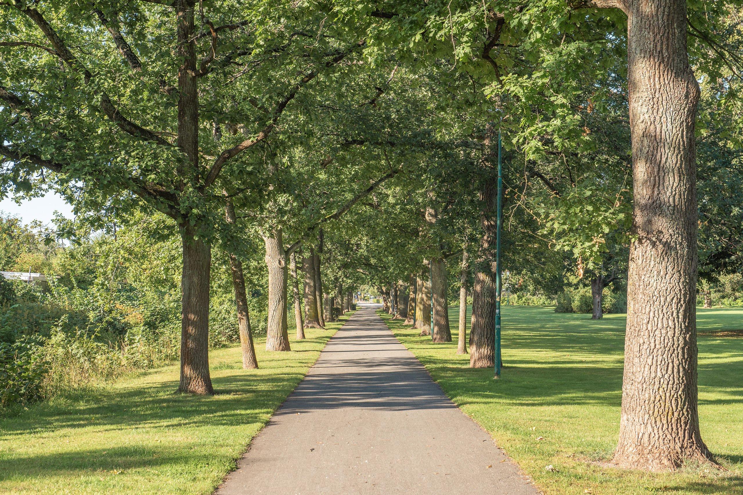 Allé kring en liten väg och gräsmatta bredvid.