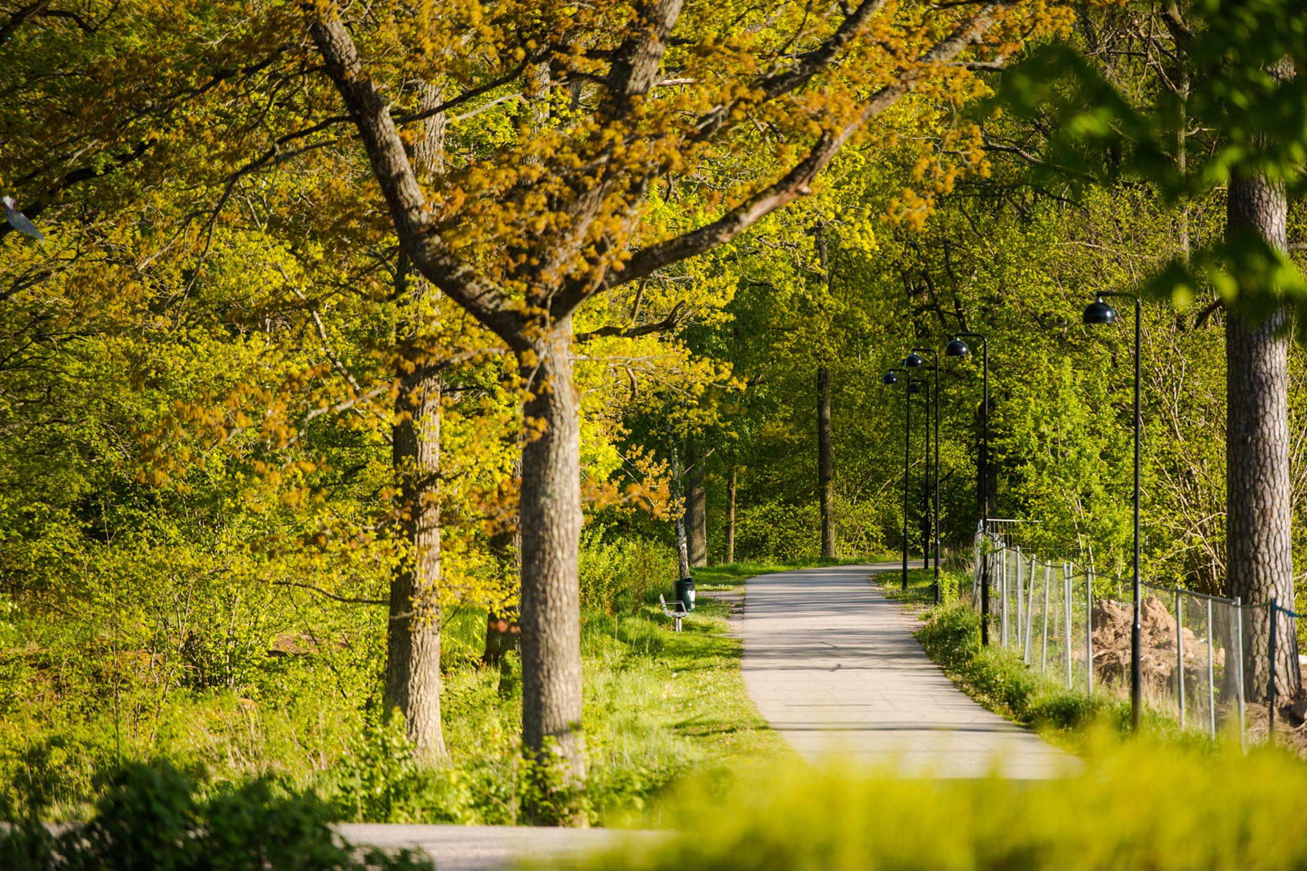 Gångväg i skogsområde med ekar.