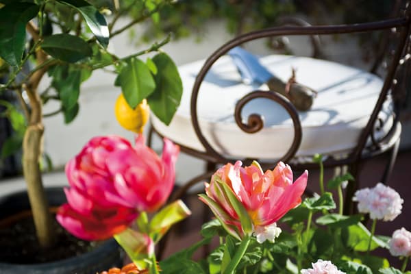 Uteplats med röda blommor och citronträd.