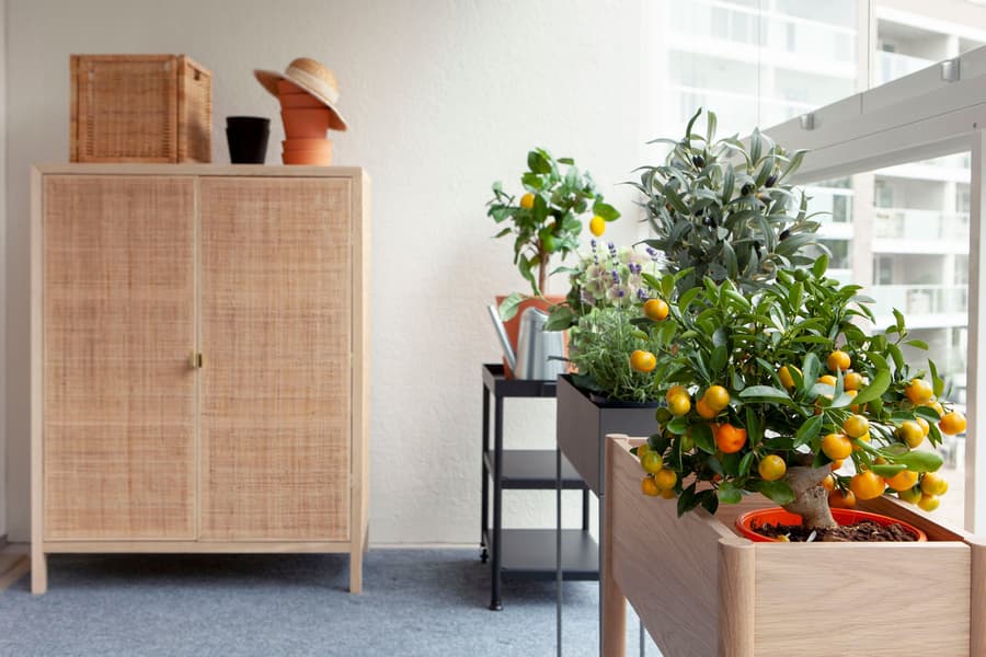 Citrusväxter på balkong i kruka i ett JM hem 