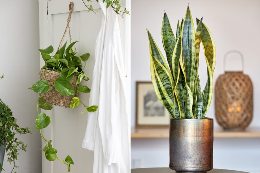 Gullranka och svarmorstunga i krukor