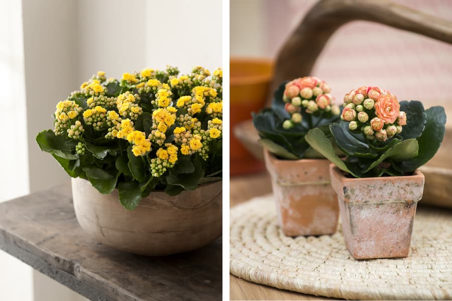 Kalanchoe i gul och korall