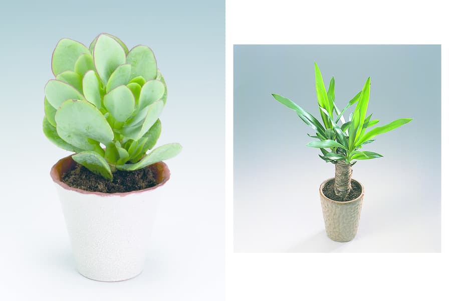 Paradisträd och palmlilja