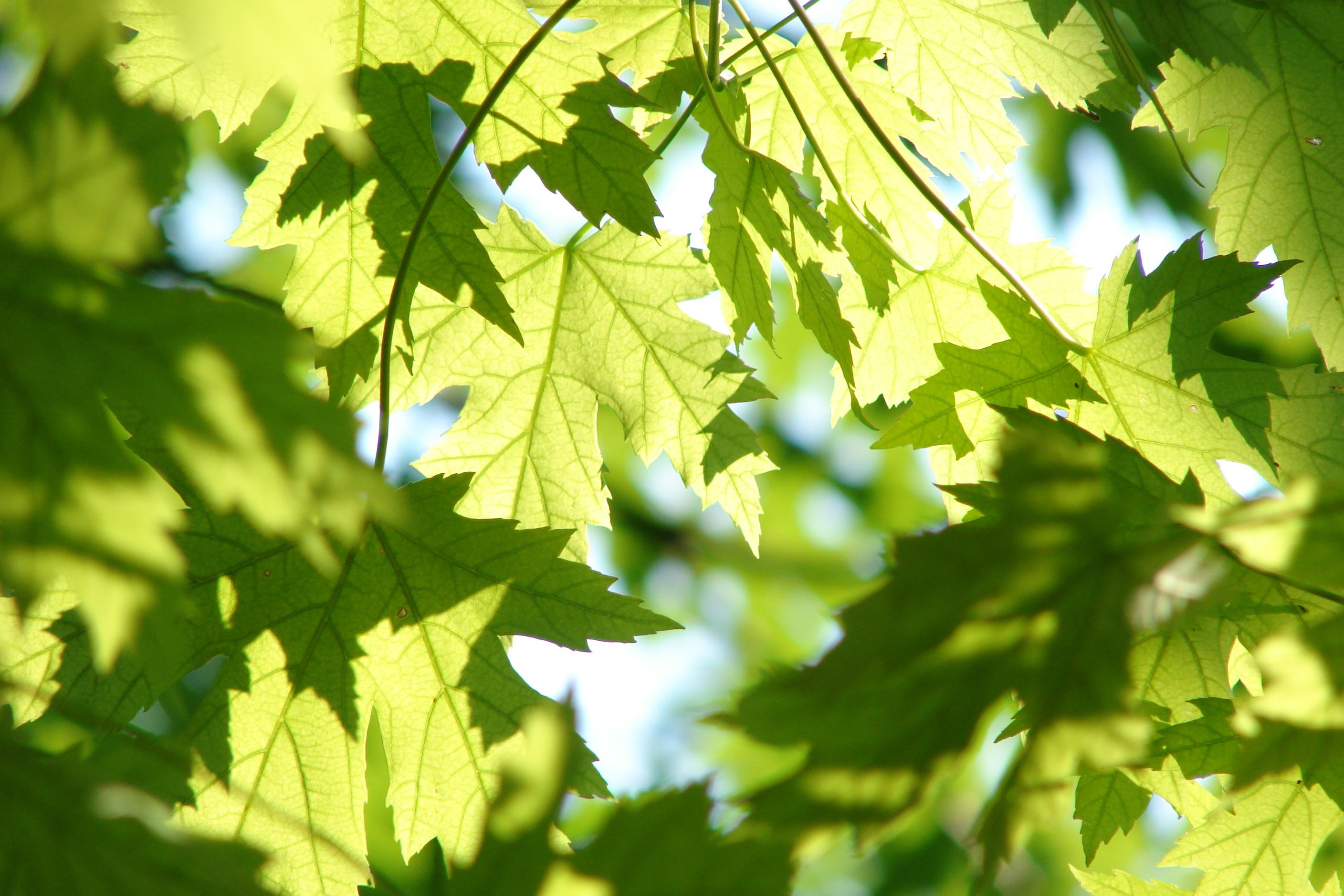 Nyproduktion av bostäder i Staffanstorps kommun JM